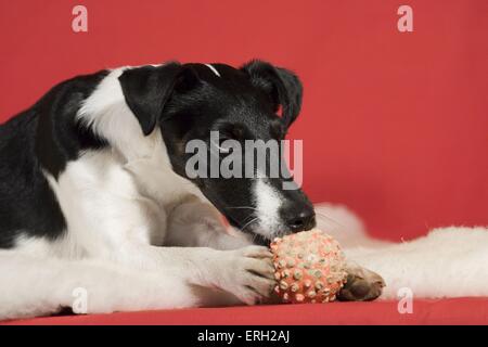 Foxterrier with ball Banque D'Images