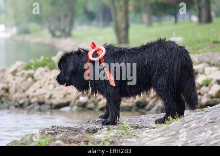 chien de sauvetage Banque D'Images