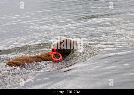 chien de sauvetage Banque D'Images