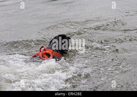 Chien de sauvetage natation Banque D'Images