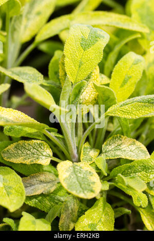 Feuillage panaché de l'herbe culinaire sauge commune, Salvia officinalis 'Icterina' Banque D'Images