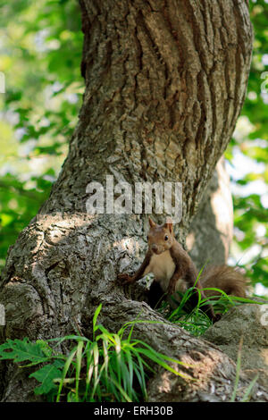 Hokkaido japonais Écureuil roux (Sciurus vulgaris) Orientis sur Mt Maruyama, près du centre de Sapporo, Hokkaido, Japon. Banque D'Images