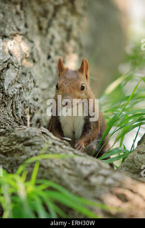 Hokkaido japonais Écureuil roux (Sciurus vulgaris) Orientis sur Mt Maruyama, près du centre de Sapporo, Hokkaido, Japon. Banque D'Images