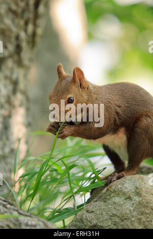 Hokkaido japonais Écureuil roux (Sciurus vulgaris) Orientis sur Mt Maruyama, près du centre de Sapporo, Hokkaido, Japon. Banque D'Images