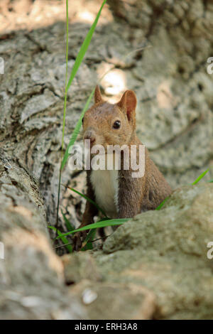 Hokkaido japonais Écureuil roux (Sciurus vulgaris) Orientis sur Mt Maruyama, près du centre de Sapporo, Hokkaido, Japon. Banque D'Images