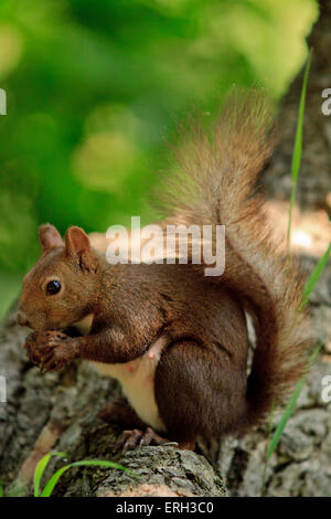 Hokkaido japonais Écureuil roux (Sciurus vulgaris) Orientis sur Mt Maruyama, près du centre de Sapporo, Hokkaido, Japon. Banque D'Images