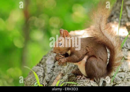 Hokkaido japonais Écureuil roux (Sciurus vulgaris) Orientis sur Mt Maruyama, près du centre de Sapporo, Hokkaido, Japon. Banque D'Images