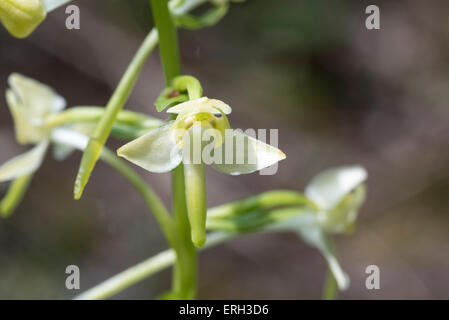 Gros plan d'une platanthère flower montrant le pollinaria largement séparés (sacs polliniques) Banque D'Images