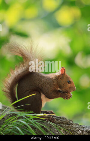 Hokkaido japonais Écureuil roux (Sciurus vulgaris) Orientis sur Mt Maruyama, près du centre de Sapporo, Hokkaido, Japon. Banque D'Images