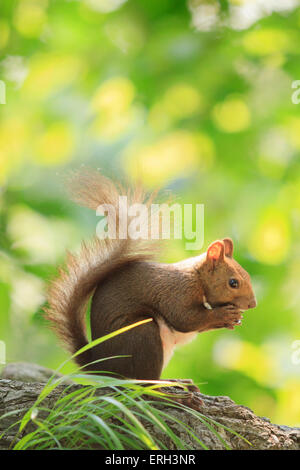 Hokkaido japonais Écureuil roux (Sciurus vulgaris) Orientis sur Mt Maruyama, près du centre de Sapporo, Hokkaido, Japon. Banque D'Images