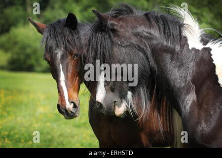 2 chevaux Banque D'Images