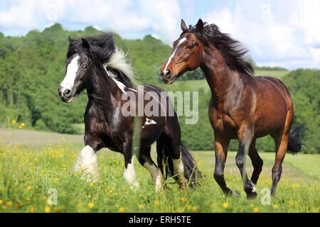 2 chevaux Banque D'Images
