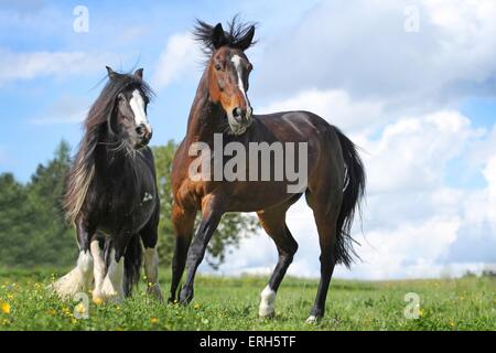 2 chevaux Banque D'Images