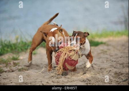 Staffordshire Bull Terrier Banque D'Images