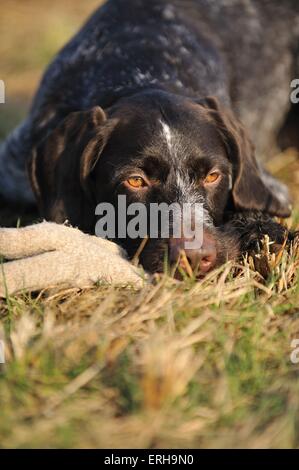 Lying Braque Allemand Banque D'Images