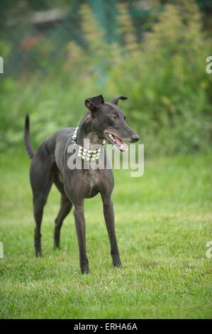 Whippet permanent Banque D'Images