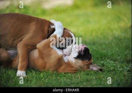 Chiots Boxer allemand Banque D'Images