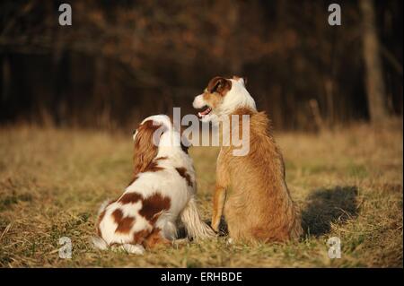 2 chiens Banque D'Images