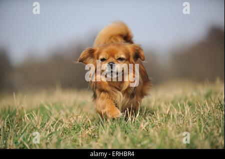 Tibetan Spaniel marche Banque D'Images