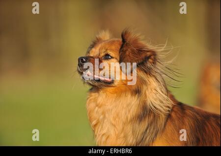 Tibetan Spaniel Portrait Banque D'Images