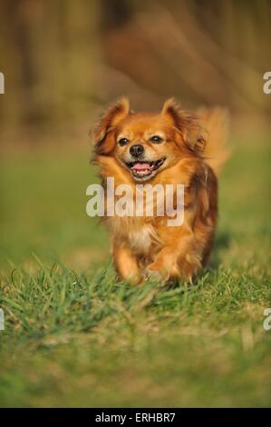 L'exécution de Tibetan Spaniel Banque D'Images