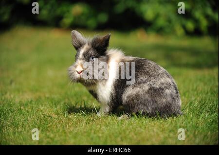 Lapin à tête de lion Banque D'Images