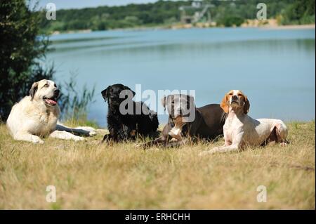 4 chiens Banque D'Images