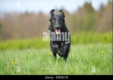 L'exécution de télévision Coated Retriever Banque D'Images