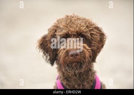 Lagotto Romagnolo Portrait Banque D'Images