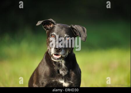 American Staffordshire Terrier Portrait Banque D'Images