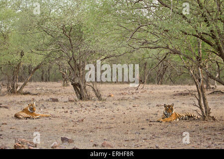 Deux tigres détendre dans une forêt Banque D'Images