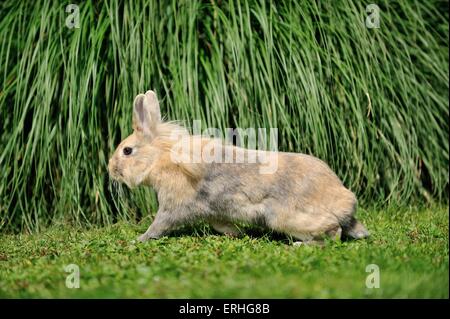 Lapin à tête de lion Banque D'Images