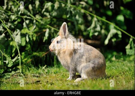 Lapin à tête de lion Banque D'Images