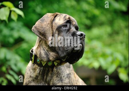 Old English Mastiff Portrait Banque D'Images
