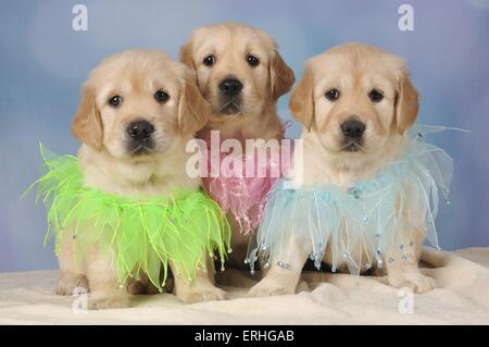 Chiots Golden Retriever Banque D'Images