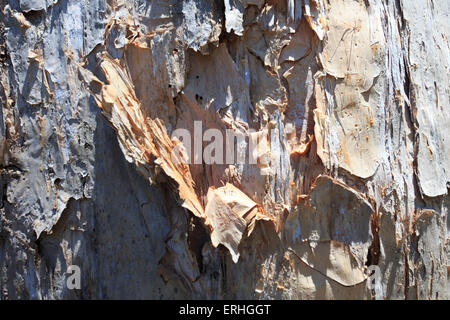 Un arbre d'eucalyptus (GUM) sur les rives du lac salé de section centenaire lacs jouxtant les jardins botaniques, Cairns Banque D'Images