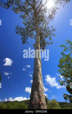 Un arbre d'eucalyptus (GUM) sur les rives du lac salé de section centenaire lacs jouxtant les jardins botaniques, Cairns Banque D'Images