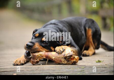 Rottweiler avec de l'os Banque D'Images