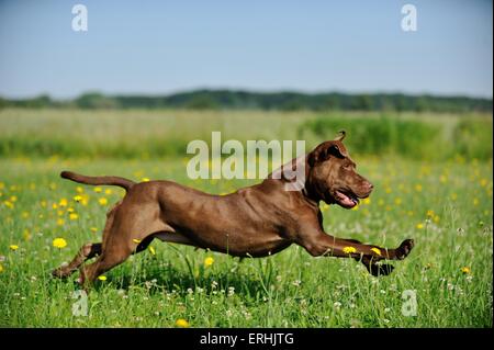 L'exécution de bull-terrier américain de mine Banque D'Images
