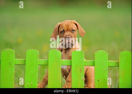 Dogue de Bordeaux Puppy Banque D'Images