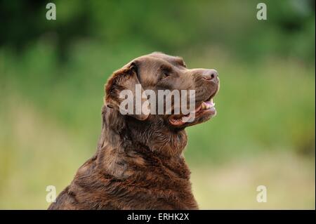 Labrador Retriever Portrait Banque D'Images