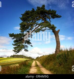 Grand arbre penché au-dessus d'une route, Le Puy-en-Velay, France Banque D'Images