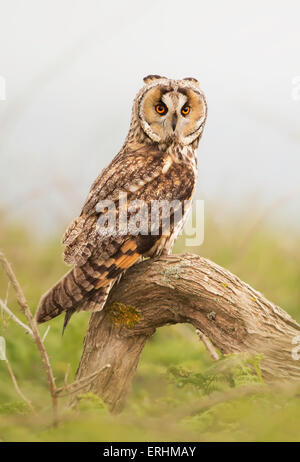 Long-eared Owl (Asio otus) perché sur une branche, Jersey, Channel Islands, Royaume-Uni Banque D'Images