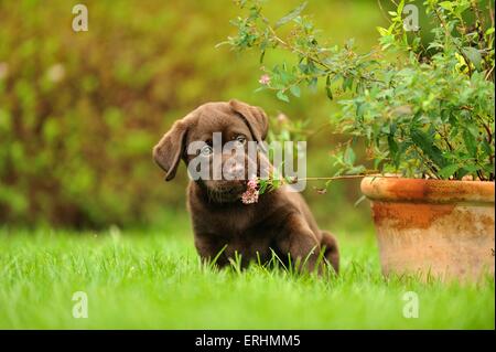 Labrador Retriever chiot Banque D'Images