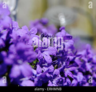 Campanula portenschlagiana une bonne masse végétale couvrant en bleu clair en forme de fleurs de la fin du printemps jusqu'en été. Banque D'Images