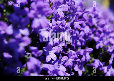 Campanula portenschlagiana une bonne masse végétale couvrant en bleu clair en forme de fleurs de la fin du printemps jusqu'en été. Banque D'Images