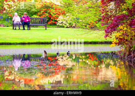 Effet pictural de couple assis sur un banc au bord du lac avec des poissons sautant & superbes rhododendrons et azalées à Exbury Gardens, New Forest, Royaume-Uni en mai Banque D'Images