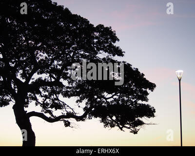 Coucher du soleil la silhouette des arbres à Cleveland Point Lighthouse Park, Cleveland, Queensland, Australie, Pacifique Banque D'Images