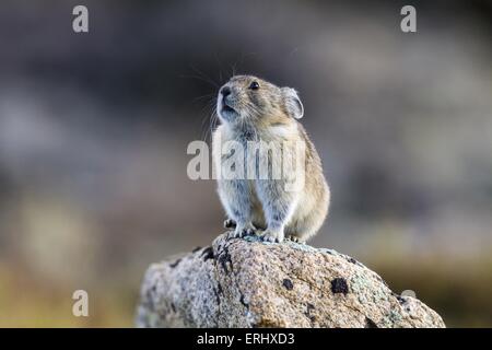 Pika américain Banque D'Images