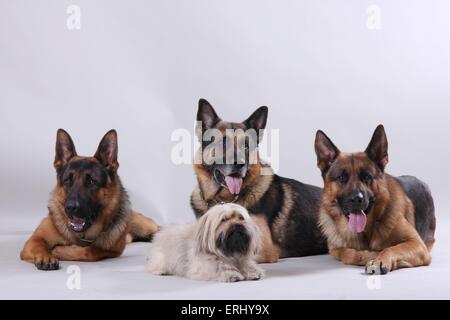 4 chiens Banque D'Images